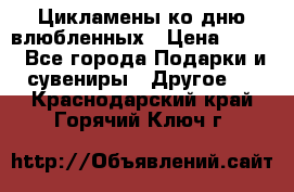 Цикламены ко дню влюбленных › Цена ­ 180 - Все города Подарки и сувениры » Другое   . Краснодарский край,Горячий Ключ г.